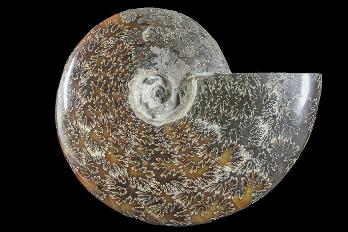 Polished Ammonite (Cleoniceras) Fossil - Madagascar #166391